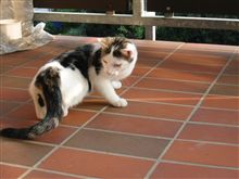 猫ホテル、予約しました。 