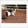 猫ホテル、予約しました。