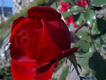 百万本の～薔薇の花を・・・貰ったら結構迷惑だよね？