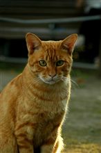 城山のねこたち(3)
