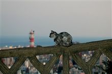 城山のねこたち(6)