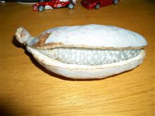 珍しい物をもらいました。