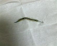 またお前か！(((( ；゜Д゜)))（苦手な方は見ないで下さい）
