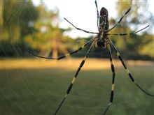 spider君