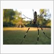 spider君