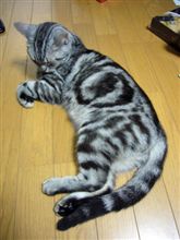 シャイニング・ホワイツ会員さん追加です！