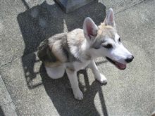 狼犬を発見! 狼犬を発見!