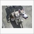 狼犬を発見！