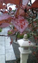 真っ赤だな♪