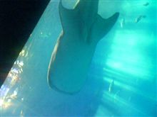 ちゅらうみ水族館
