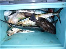 釣果報告～
