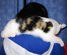 猫マフラー♪