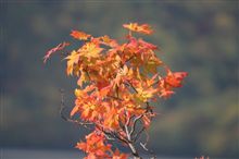 紅葉を見に
