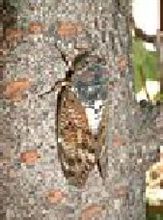 小ネタ　【　セミはヘリウムガスを吸うと　声変わりするか？？】