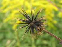[ひっつき虫]も欧米化？　(その２)