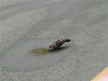 一生懸命ですが