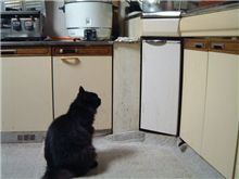 物欲しげな視線の先には
