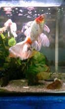 金魚