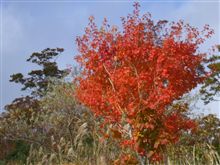 紅葉と温泉の旅