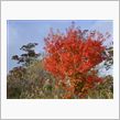 紅葉と温泉の旅