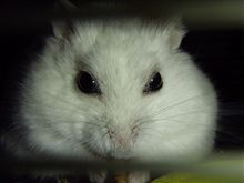 顔コワイよ(^^; 顔コワイよ(^^;