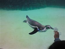 ペンギン～