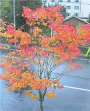 ラリジャレポ19雨、紅葉編