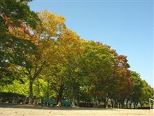 渡良瀬の紅葉