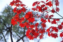 紅葉調査　その２