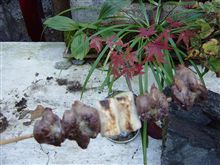 紅葉の秋・ツーリングの秋・食欲の秋？