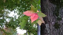 紅葉始まる