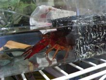 ザリガニがやってきました～