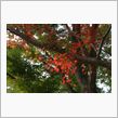 紅葉始まる