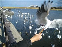 鳥と戯れる