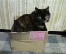 可愛い～ヾ(*&#180;∀｀*)ﾉｷｬｯｷｬ