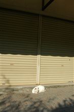 城山のねこたち(7)