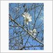狂い咲きの桜