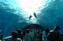 水族館デビュー