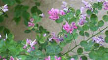（たぶん）今月の壁紙
