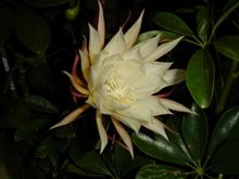 月下美人って知ってます？