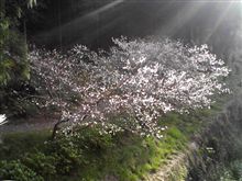菊の季節に桜が満開！