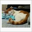 ぉはょ━ヽ(｀・ω・)ノ━ぅ ...