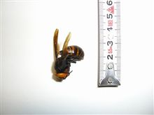 オオスズメバチ