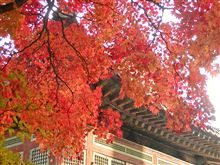韓国ソウルも紅葉の季節です♪