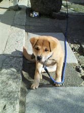 犬の成長