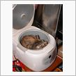 ねこ鍋に続くは…