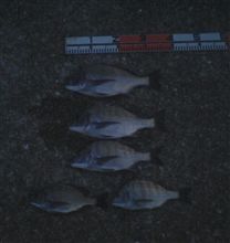 『禁断の平日釣行』しかも連荘^^