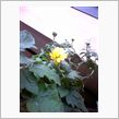 一輪の花