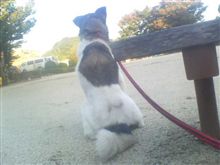 今日のわんこ（41）