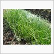 タマネギの植え付け